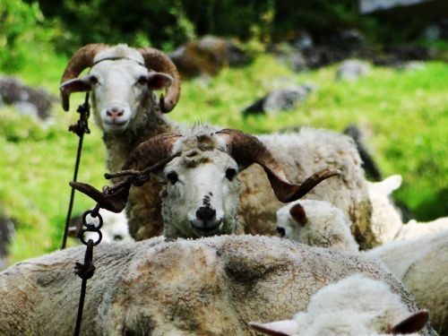 Fotografia de Galo S - Galeria Fotografica: Animales - Foto: 