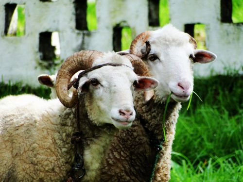 Fotografia de Galo S - Galeria Fotografica: Animales - Foto: 