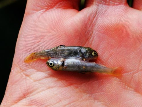 Fotografia de Galo S - Galeria Fotografica: Animales - Foto: 