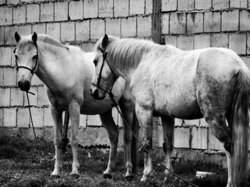 Fotografia de Galo S - Galeria Fotografica: Animales - Foto: 