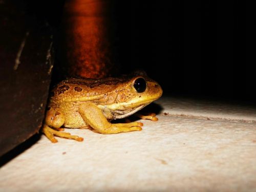 Fotografia de Galo S - Galeria Fotografica: Animales - Foto: 