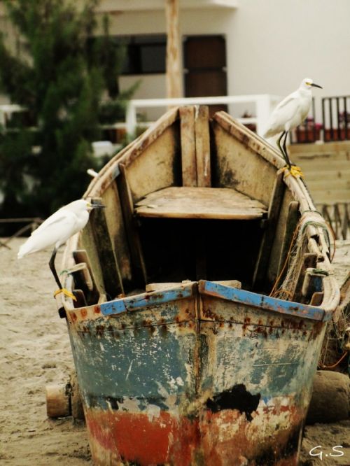 Fotografia de Galo S - Galeria Fotografica: Animales - Foto: 