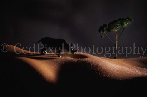 Fotografia de Imorsa - Galeria Fotografica: VIDA - Foto: 