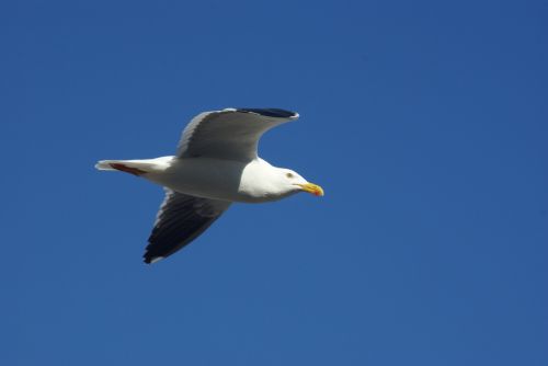 Fotografia de FerB - Galeria Fotografica: volando BajaSur - Foto: 