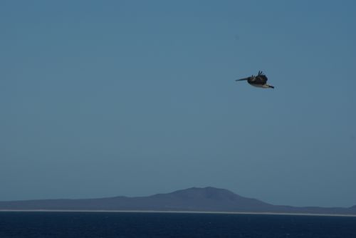 Fotografia de FerB - Galeria Fotografica: volando BajaSur - Foto: 