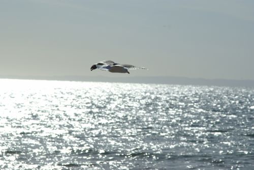 Fotografia de FerB - Galeria Fotografica: Volando 2Baja Sur - Foto: 