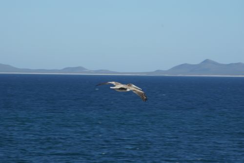 Fotografia de FerB - Galeria Fotografica: Volando 2Baja Sur - Foto: 