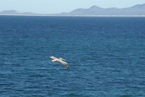 Fotografia de FerB - Galeria Fotografica: Volando 2Baja Sur - Foto: 