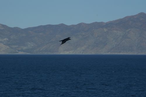 Fotografia de FerB - Galeria Fotografica: Volando 2Baja Sur - Foto: 