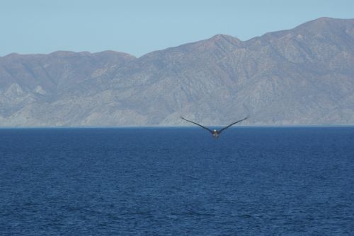 Fotografia de FerB - Galeria Fotografica: Volando 2Baja Sur - Foto: 