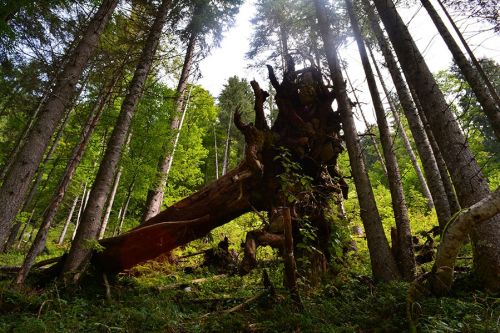 Fotografia de chem85 - Galeria Fotografica: Naturaleza - Foto: 