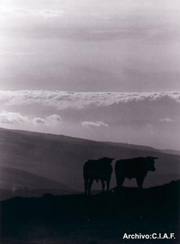 Fotografia de Centro de la Imagen de la Alianza Francesa - Galeria Fotografica: Paisajes - Foto: 1