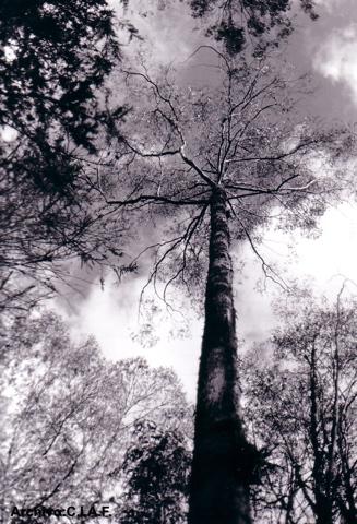 Fotografia de Centro de la Imagen de la Alianza Francesa - Galeria Fotografica: Paisajes - Foto: 11