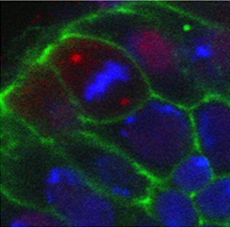 Fotografia de julianceronphotography - Galeria Fotografica: De todo un poco - Foto: centrosomas