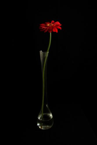 Fotografia de javier ferrand - Galeria Fotografica: flor de junio - Foto: flor de junio