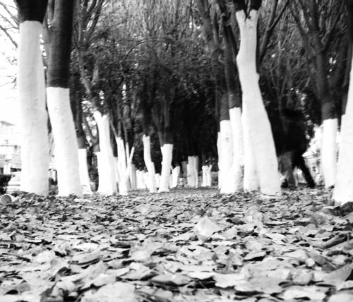 Fotografia de Mike.Castro.Fragmentos de Realidad.Photo - Galeria Fotografica: ::Primera Galeria::  - Foto: Hojas Secas