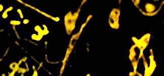 Fotografia de Z8612IS - Galeria Fotografica: Abstractos - Foto: 