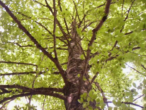 Fotografia de Charo Guijarro Izquierdo - Galeria Fotografica: MIRAR PARA ARRIBA - Foto: 