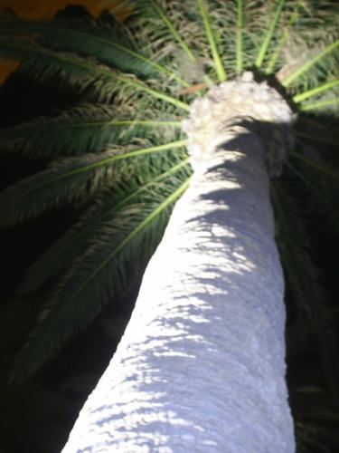 Fotografia de MartaXp - Galeria Fotografica: Valencia - Foto: Palmera