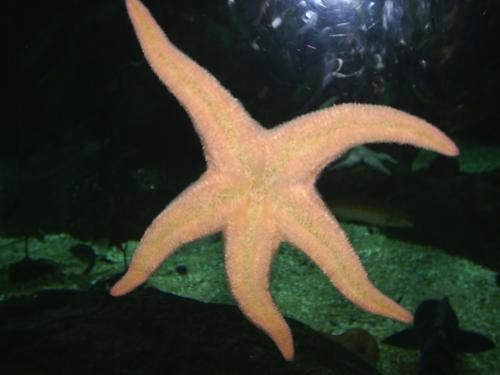 Fotografia de MartaXp - Galeria Fotografica: Valencia - Foto: Estrella de mar