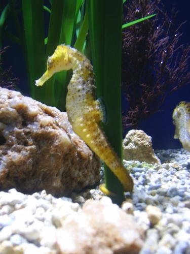 Fotografia de MartaXp - Galeria Fotografica: Valencia - Foto: Caballito de mar