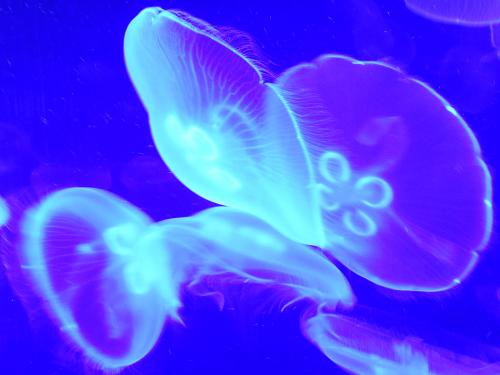 Fotografia de MartaXp - Galeria Fotografica: Valencia - Foto: Medusas