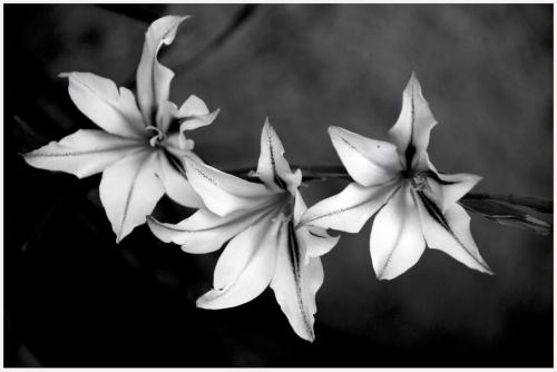 Fotografia de Marcial M. Barrado - Galeria Fotografica: Flores - Foto: 