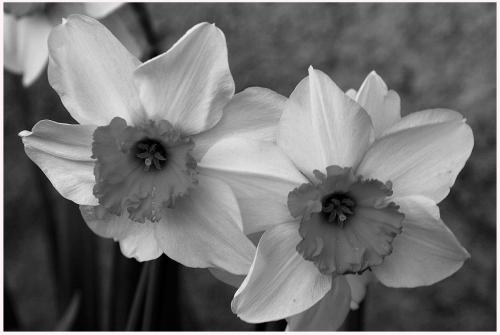 Fotografia de Marcial M. Barrado - Galeria Fotografica: Flores - Foto: 