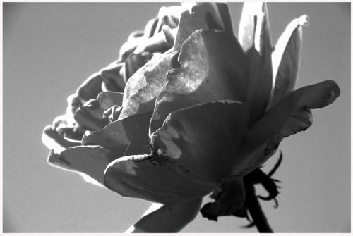 Fotografia de Marcial M. Barrado - Galeria Fotografica: Flores - Foto: 