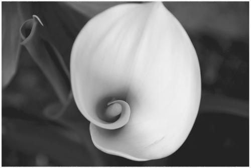 Fotografia de Marcial M. Barrado - Galeria Fotografica: Flores - Foto: 