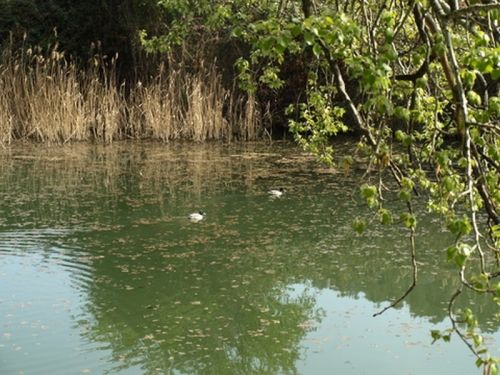 Fotografia de Chano Maiques - Galeria Fotografica: ALCAL DE HENARES (MADRID) - Foto: 