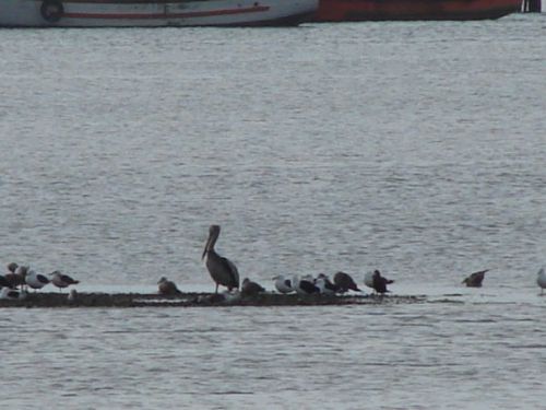 Fotografia de patricio - Galeria Fotografica: aves  - Foto: 