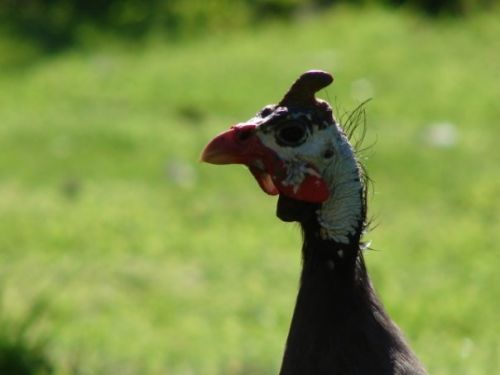 Fotografia de patricio - Galeria Fotografica: aves  - Foto: 
