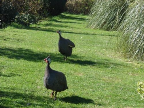 Fotografia de patricio - Galeria Fotografica: aves  - Foto: 