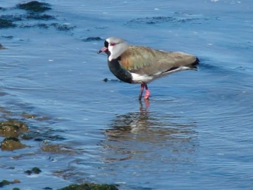 Fotografia de patricio - Galeria Fotografica: aves  - Foto: 