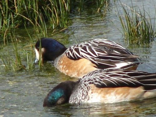 Fotografia de patricio - Galeria Fotografica: aves  - Foto: 