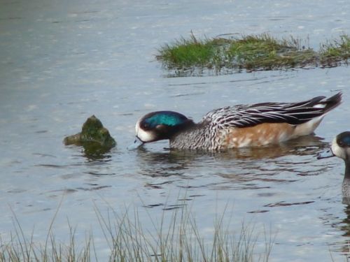 Fotografia de patricio - Galeria Fotografica: aves  - Foto: 