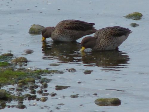 Fotografia de patricio - Galeria Fotografica: aves  - Foto: 