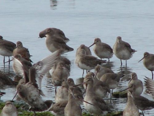 Fotografia de patricio - Galeria Fotografica: aves  - Foto: 