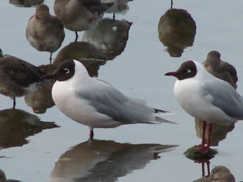 Fotografia de patricio - Galeria Fotografica: aves  - Foto: 