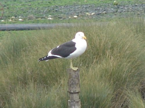 Fotografia de patricio - Galeria Fotografica: aves  - Foto: 