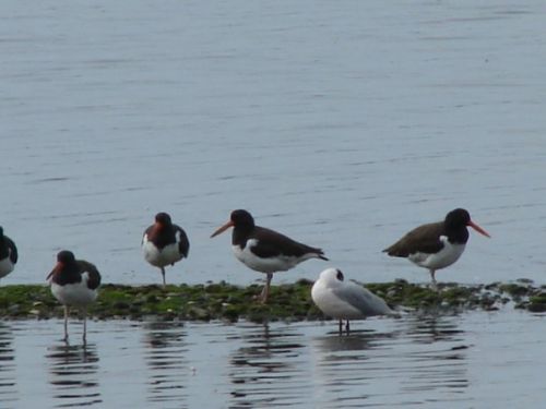 Fotografia de patricio - Galeria Fotografica: aves  - Foto: 