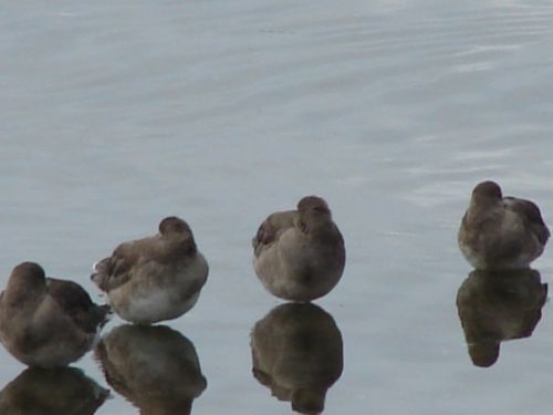 Fotografia de patricio - Galeria Fotografica: aves  - Foto: 