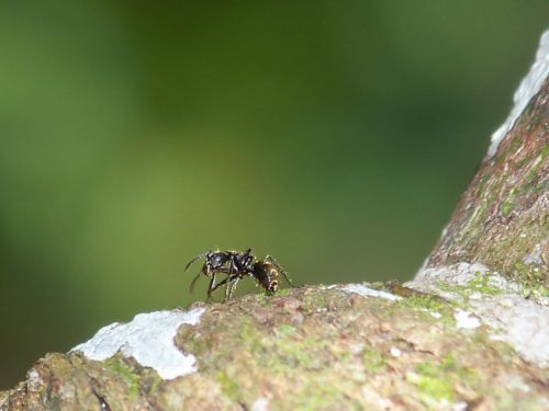 Fotografia de gina - Galeria Fotografica: flora - Foto: 