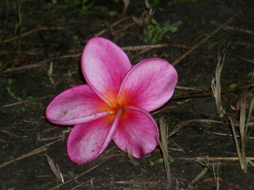 Fotografia de gina - Galeria Fotografica: flora - Foto: 