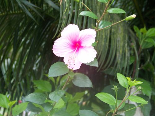 Fotografia de gina - Galeria Fotografica: flora - Foto: 