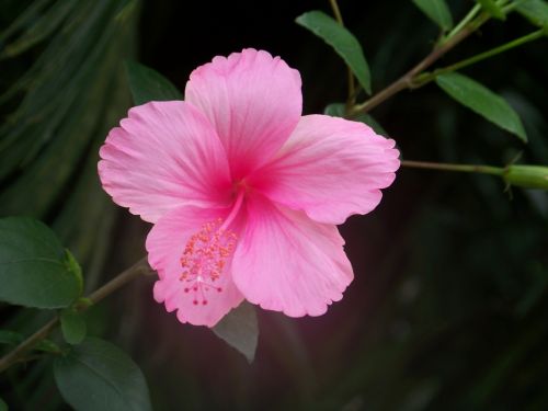 Fotografia de gina - Galeria Fotografica: flora - Foto: 