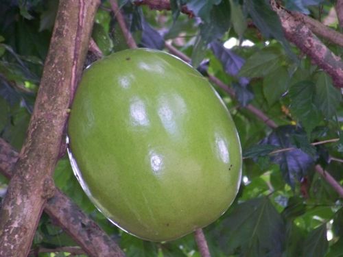 Fotografia de gina - Galeria Fotografica: flora - Foto: 