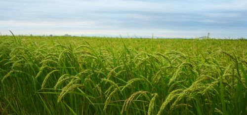 Fotografia de Aberroncho - Galeria Fotografica: Regomello-2 - Foto: arroz
