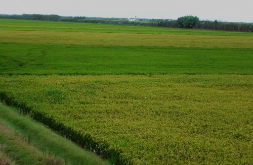 Fotografia de Aberroncho - Galeria Fotografica: Regomello-2 - Foto: ricefield